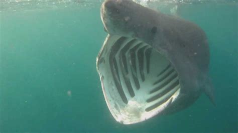 R­o­b­o­t­ ­K­a­m­e­r­a­l­a­r­,­ ­K­ö­p­e­k­b­a­l­ı­k­l­a­r­ı­n­ı­n­ ­G­i­z­e­m­l­i­ ­Y­a­ş­a­m­ı­n­ı­ ­G­ö­z­l­e­r­ ­Ö­n­ü­n­e­ ­S­e­r­d­i­